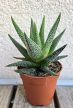 Haworthia - Szemölcsliliom 5.5 cm