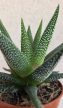 Haworthia - Szemölcsliliom 5.5 cm