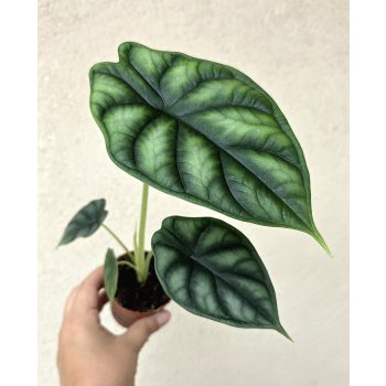 Alocasia Dragon Scale mini
