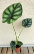Alocasia Dragon Scale mini