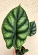 Alocasia Dragon Scale mini