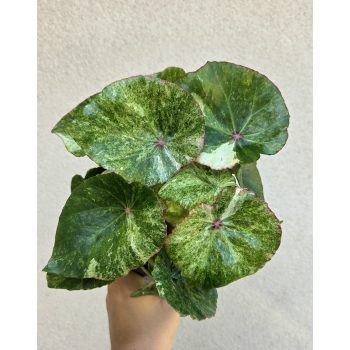Begonia Rouge Variegated 13 cm