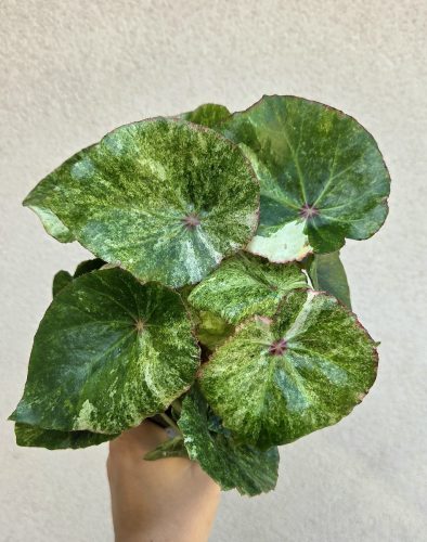 Begonia Rouge Variegated 13 cm