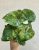 Begonia Rouge Variegated 13 cm