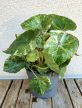 Begonia Rouge Variegated 13 cm