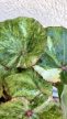 Begonia Rouge Variegated 13 cm