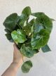 Begonia Rouge Variegated 13 cm