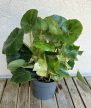 Begonia Rouge Variegated 13 cm
