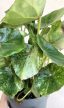 Begonia Rouge Variegated 13 cm