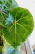 Begonia Rouge Variegated 13 cm