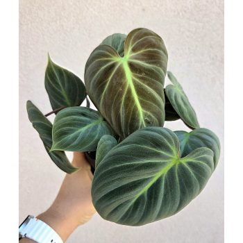 Philodendron El Choco Red 12 cm