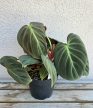 Philodendron El Choco Red 12 cm
