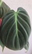 Philodendron El Choco Red 12 cm