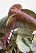 Philodendron El Choco Red 12 cm