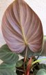 Philodendron El Choco Red 12 cm