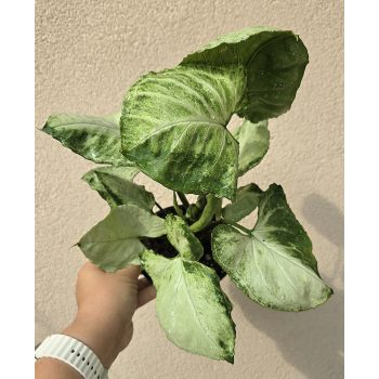 Syngonium Hungarian White - Nyíllevél 12 cm