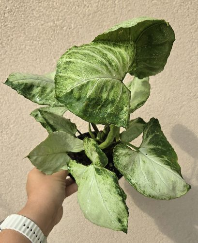 Syngonium Hungarian White - Nyíllevél 12 cm