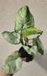 Syngonium Hungarian White - Nyíllevél 12 cm