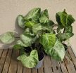 Syngonium Hungarian White - Nyíllevél 12 cm
