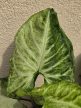 Syngonium Hungarian White - Nyíllevél 12 cm