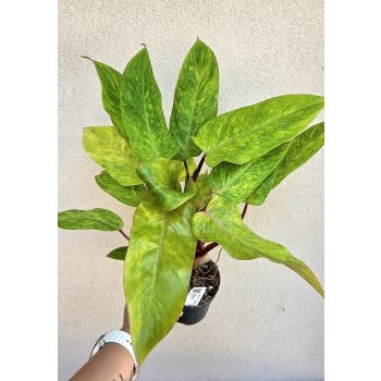 Philodendron Painted Lady 12 cm