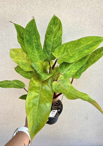 Philodendron Painted Lady 12 cm