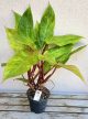 Philodendron Painted Lady 12 cm