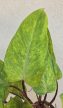 Philodendron Painted Lady 12 cm