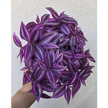 Tradescantia Pink Paradise 12 cm