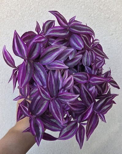 Tradescantia Pink Paradise 12 cm