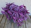 Tradescantia Pink Paradise 12 cm