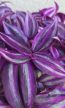 Tradescantia Pink Paradise 12 cm