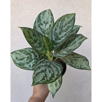 Aglaonema Laurel Green 12 cm