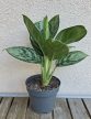 Aglaonema Laurel Green 12 cm