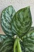 Aglaonema Laurel Green 12 cm