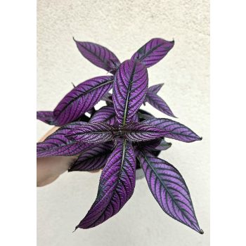 Strobilanthes Dyeriana 12 cm