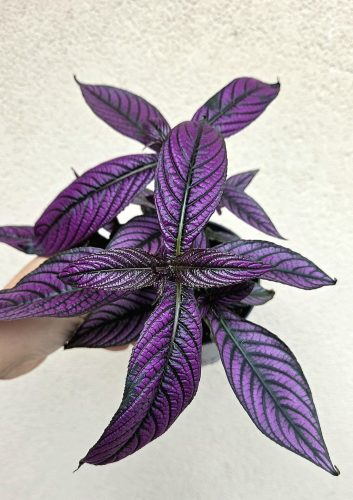 Strobilanthes Dyeriana 12 cm