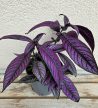 Strobilanthes Dyeriana 12 cm