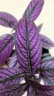Strobilanthes Dyeriana 12 cm