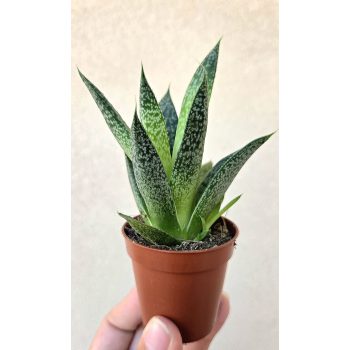 Haworthia - Szemölcsliliom 5.5 cm