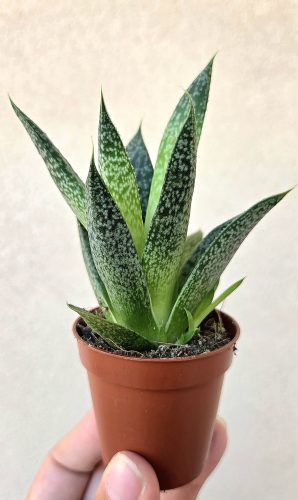 Haworthia - Szemölcsliliom 5.5 cm