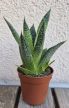 Haworthia - Szemölcsliliom 5.5 cm