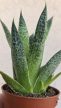 Haworthia - Szemölcsliliom 5.5 cm