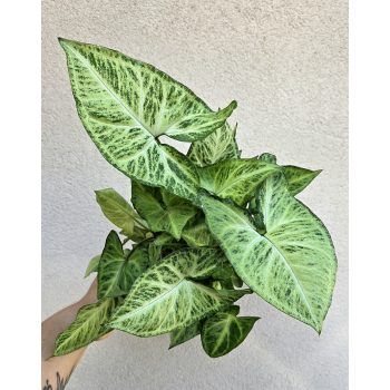 Syngonium Arrow - Nyíllevél 12 cm