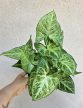 Syngonium Arrow - Nyíllevél 12 cm