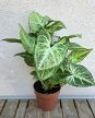 Syngonium Arrow - Nyíllevél 12 cm