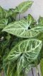 Syngonium Arrow - Nyíllevél 12 cm