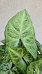 Syngonium Arrow - Nyíllevél 12 cm