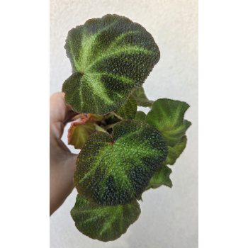 Begonia Soli Mutata