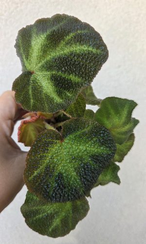 Begonia Soli Mutata